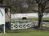 Graceland 9